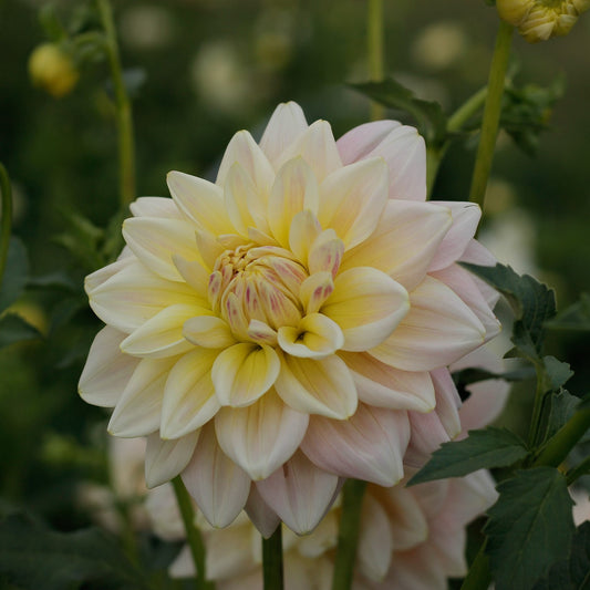 sheer heaven, dahlia, dahlia tubers