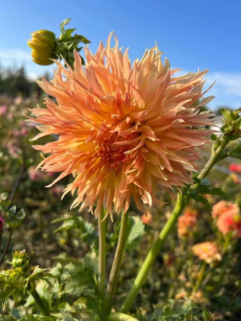 maggie c, dahlias, dahlia tubers