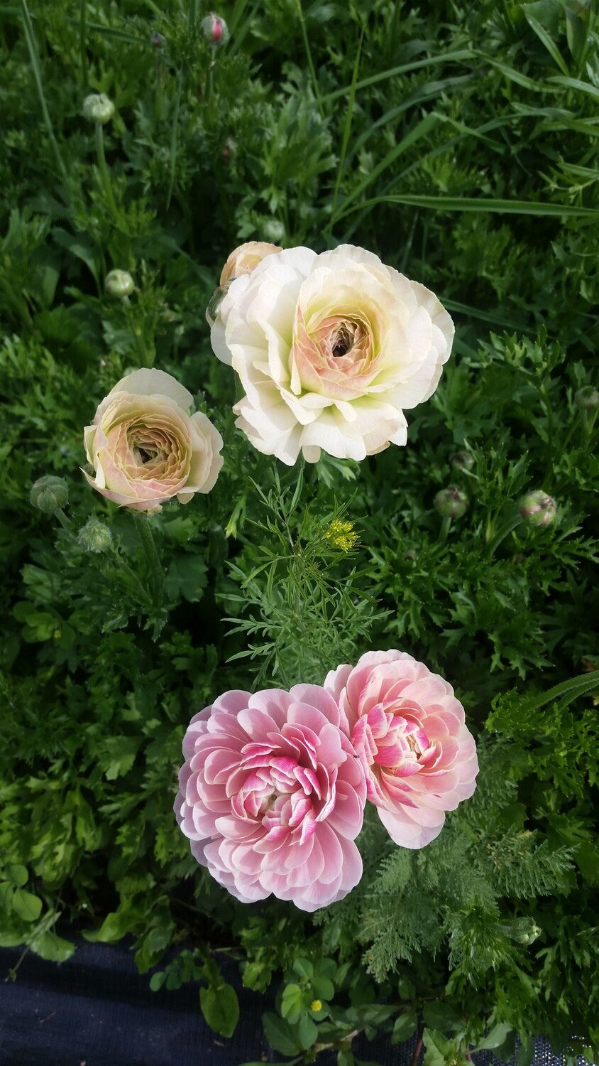Ranunculus Porcelaine Pack of 20 – The Flower Hat